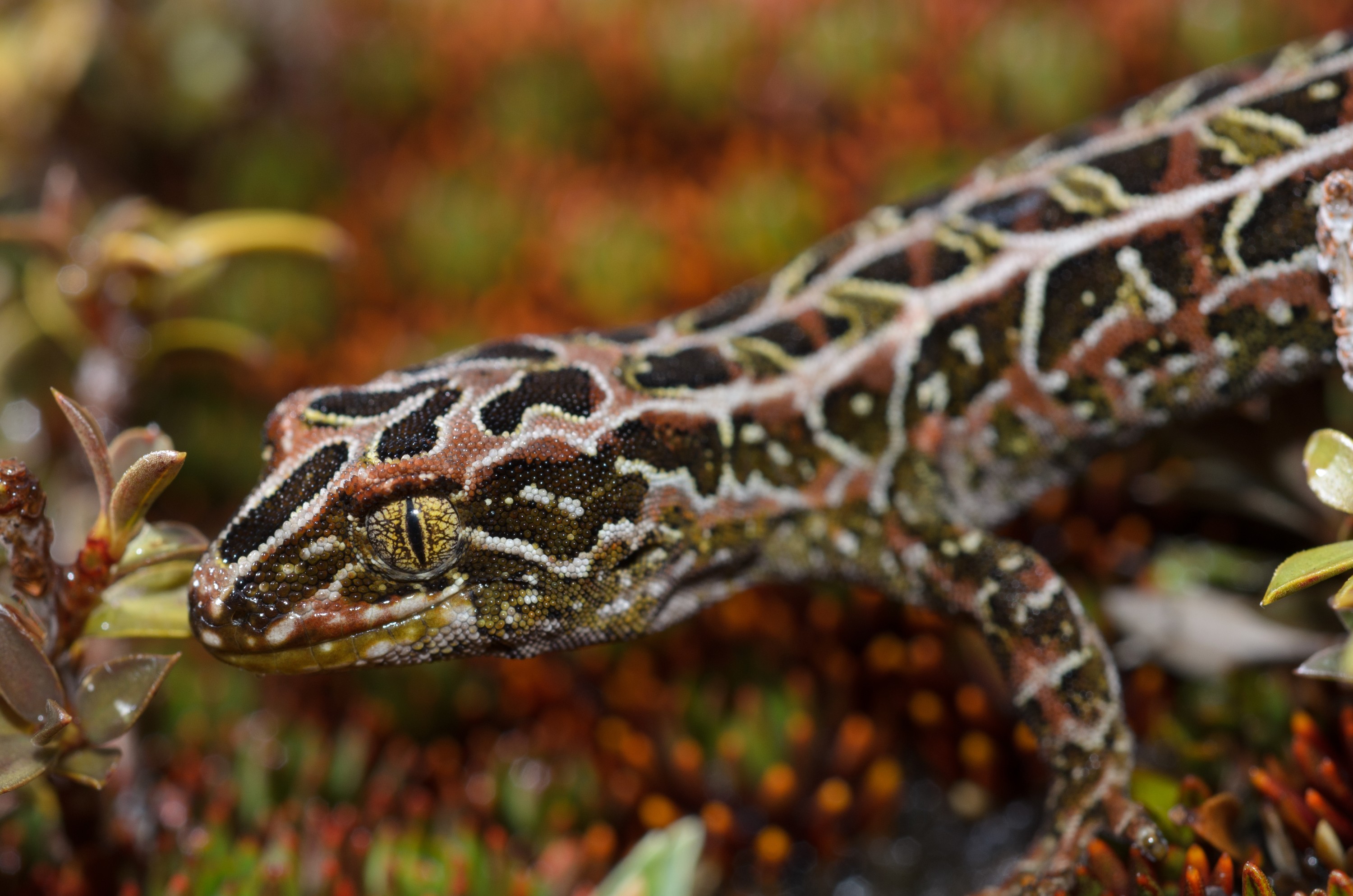 DSC_2813 – Adventure, Crispin, Hoplodactylus, Island, March 2017, National Park, New, New Zealand, Rakiura, South, Stewart, Tukutuku rakiurae, Zealand, amazing, gecko, harlequin gecko, rare, stunning